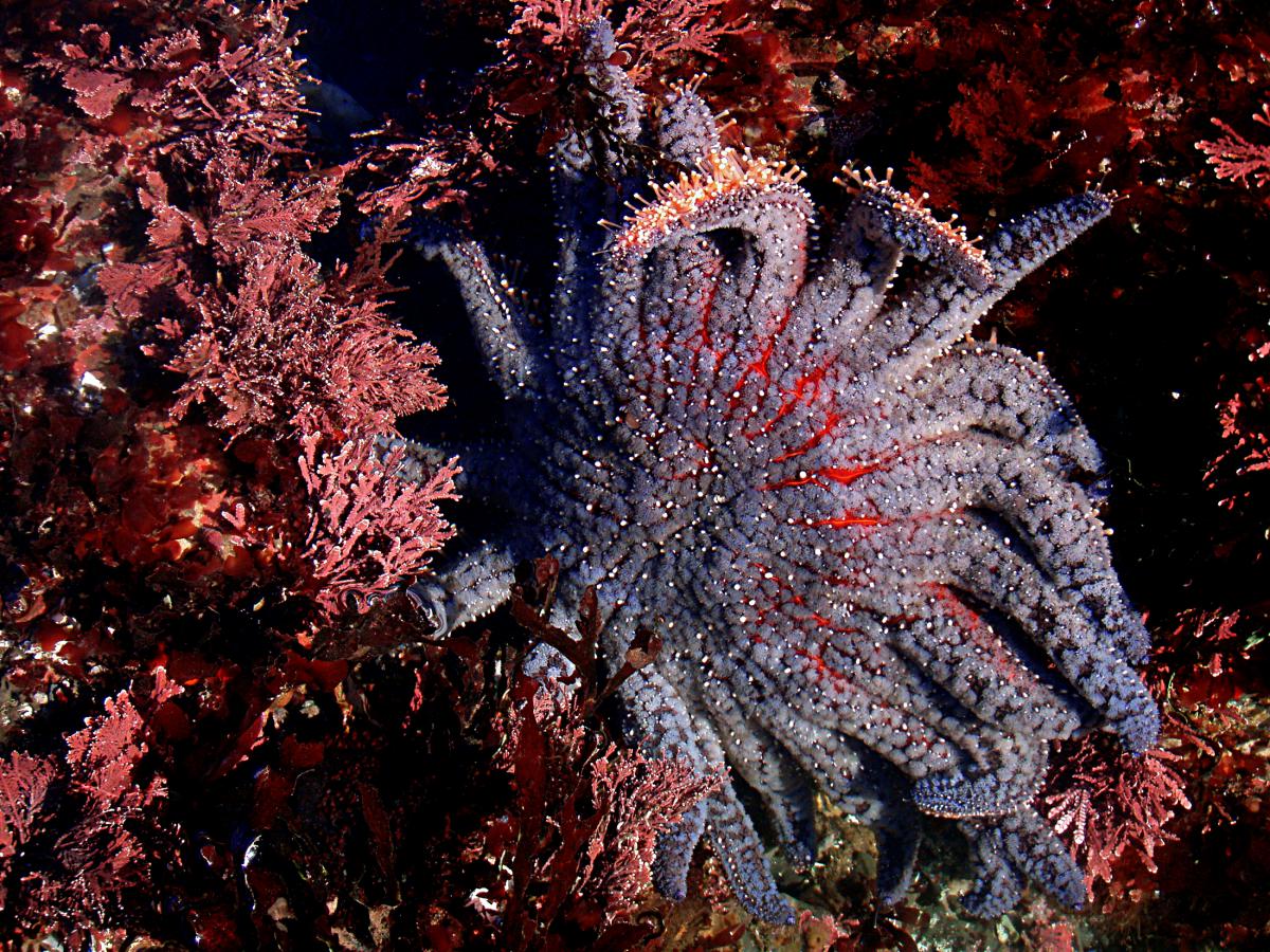 Sunflower sea stars listed as critically endangered KBBI