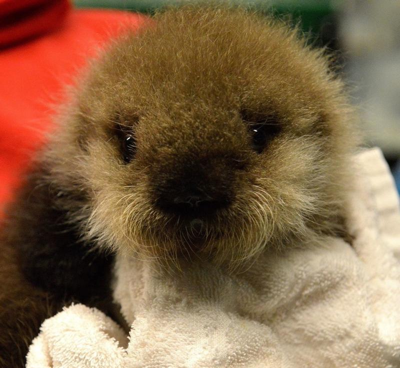AK: Options dwindle for orphaned sea otters - Alaska 