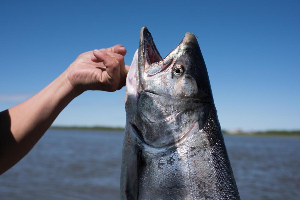 Passage of Yukon River chinook remains weak at Canadian border late in