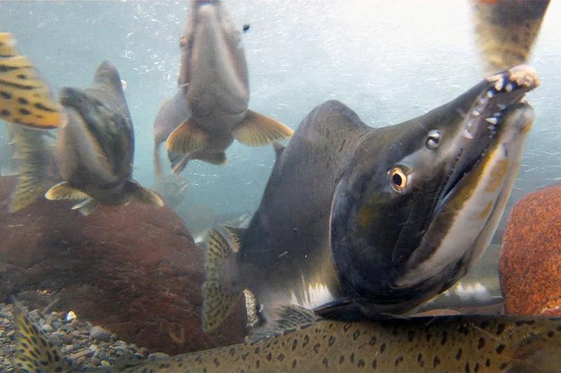 Research shows pink salmon runs are growing in warmer waters | knba