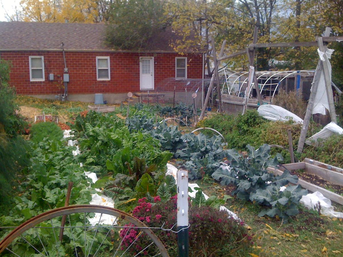 Farm Your Yard: A Shared Garden | KBIA