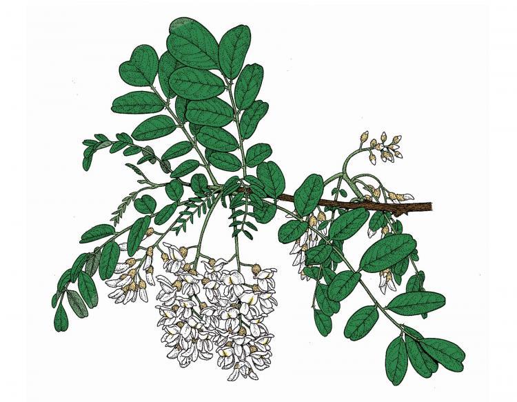 Discover Nature Black Locust Trees Bloom KBIA