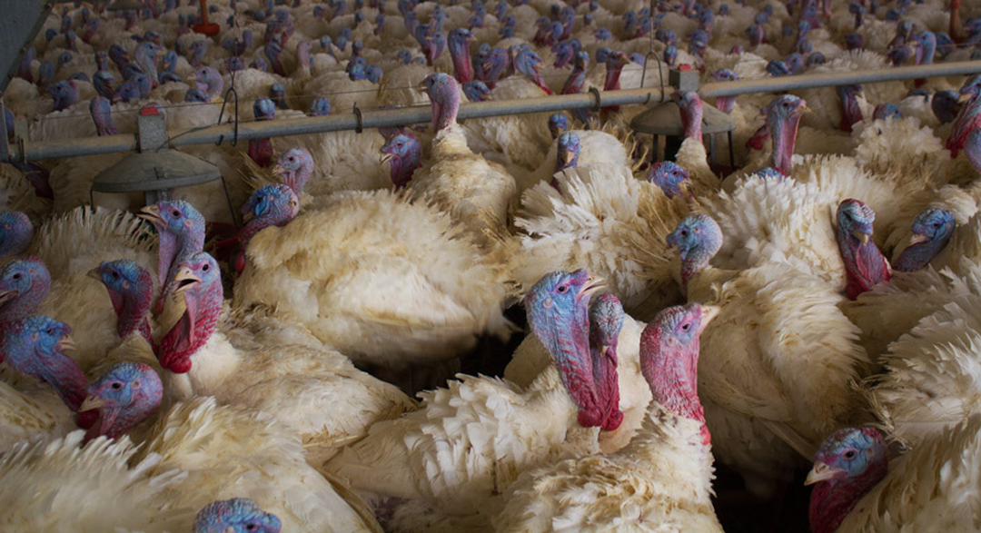 Bird Flu Threatens Missouri's Turkey Farms | KBIA