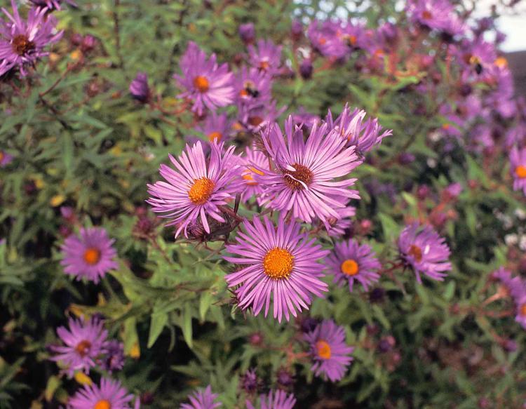 Discover Nature: New England Asters | KBIA