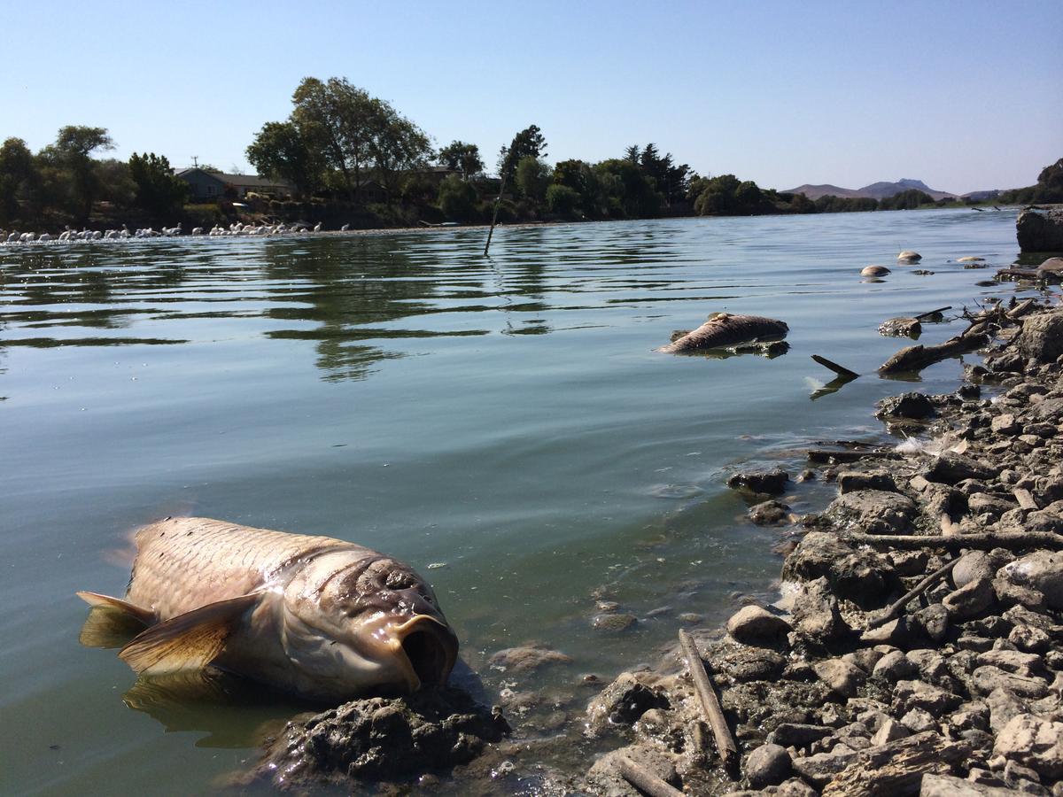 Cleanup of dead fish coming soon for Laguna Lake neighbors | KCBX