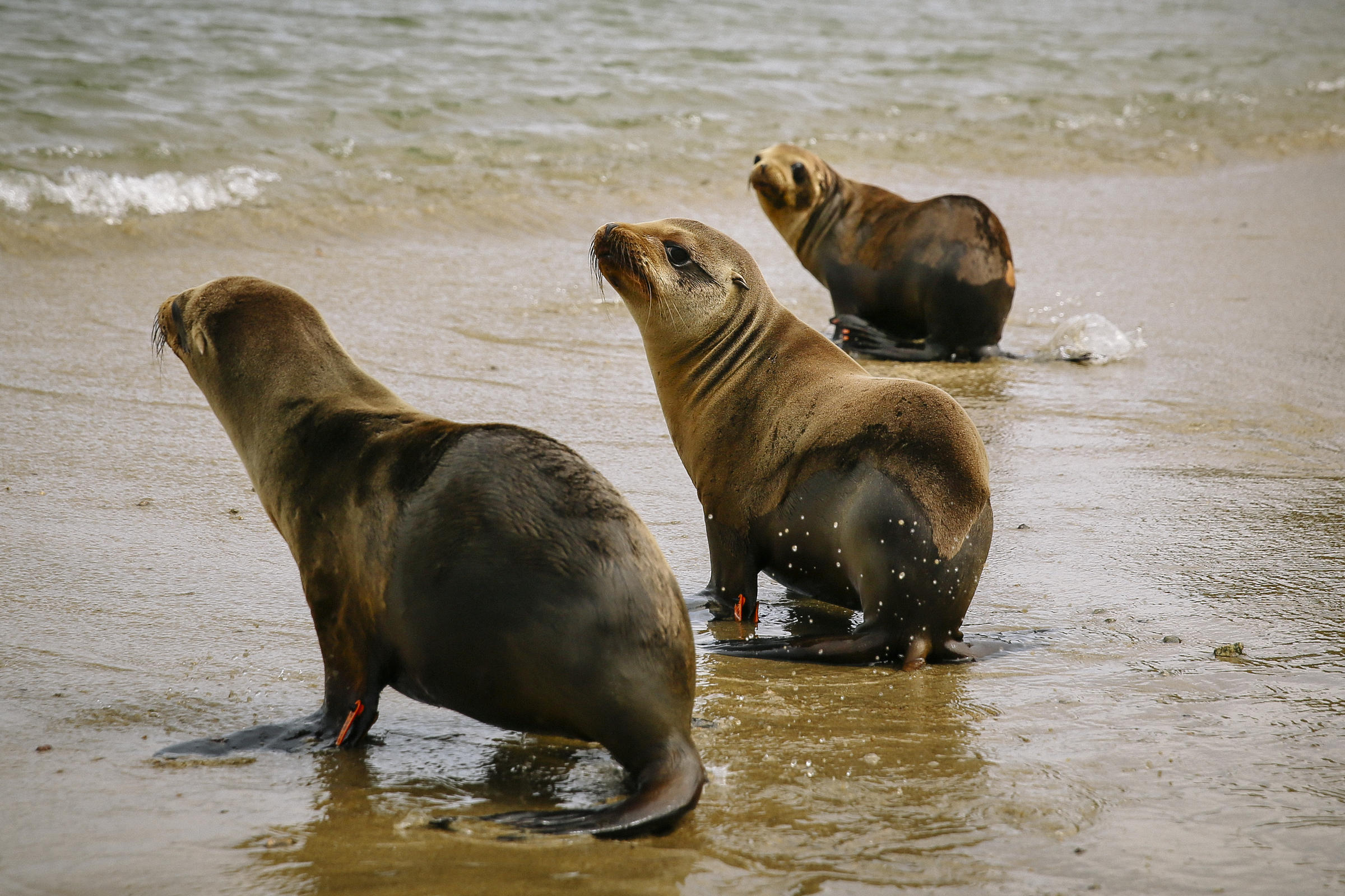 Sea lion population facing historic starvation problem along Central