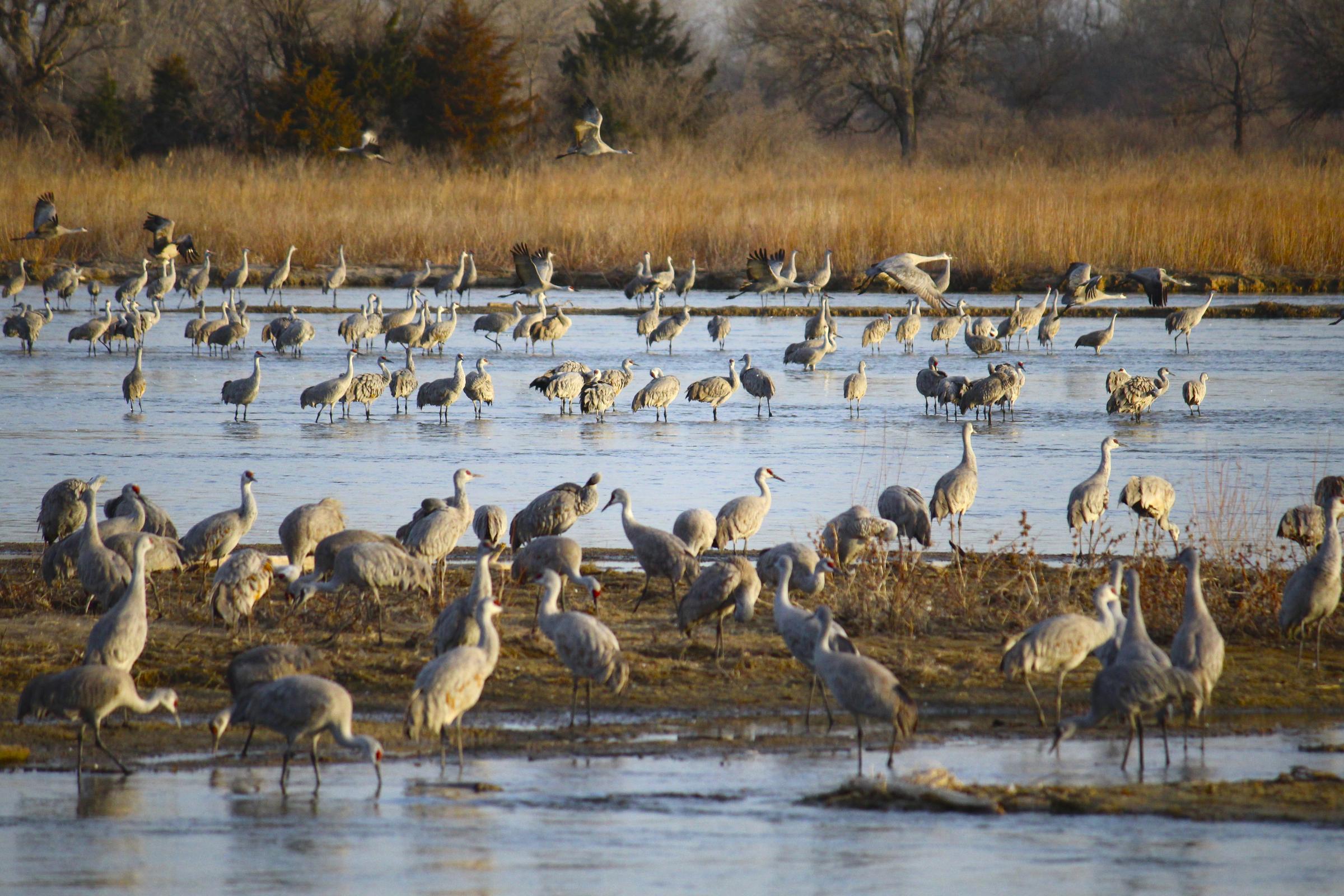 Cranes In Nebraska 2025 Daffy Kamillah