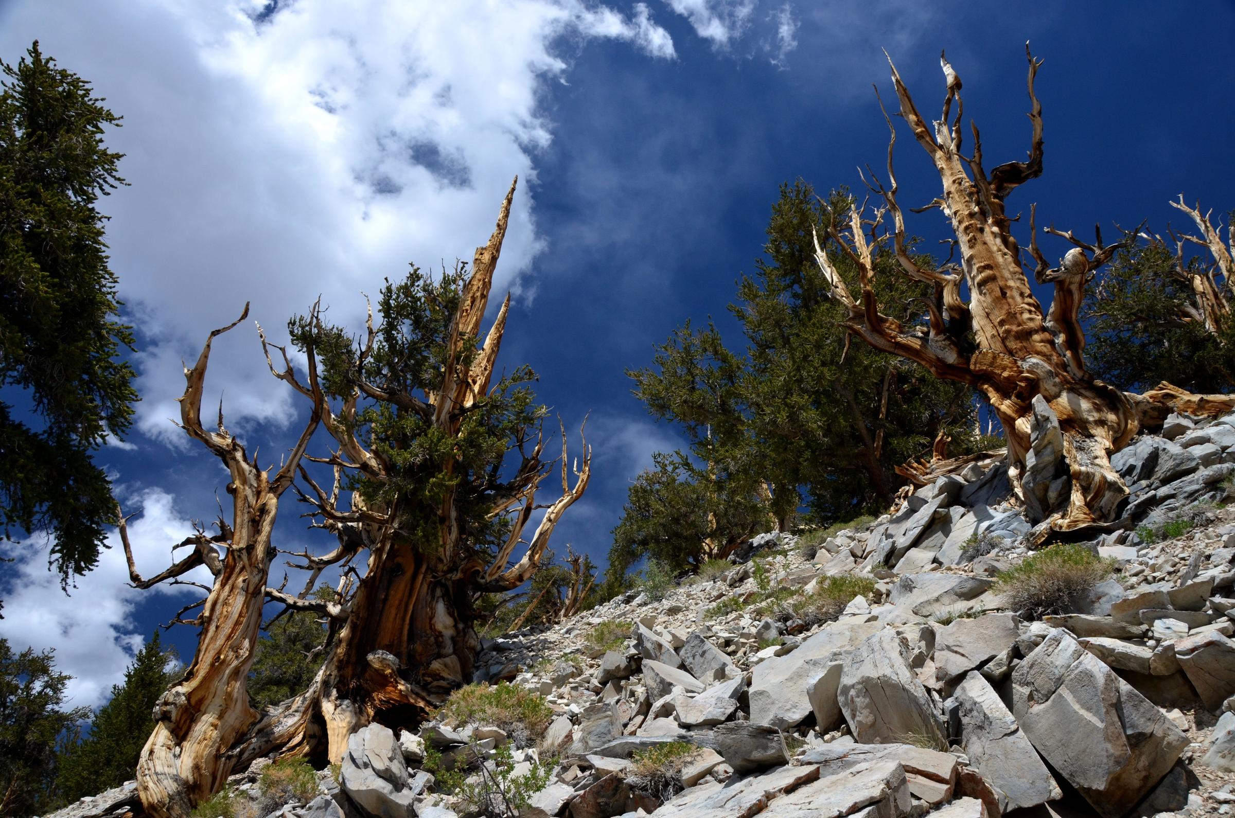 Up The Road: Eastern Sierra Tour: Ancient Bristlecone Pine Forest | NSPR