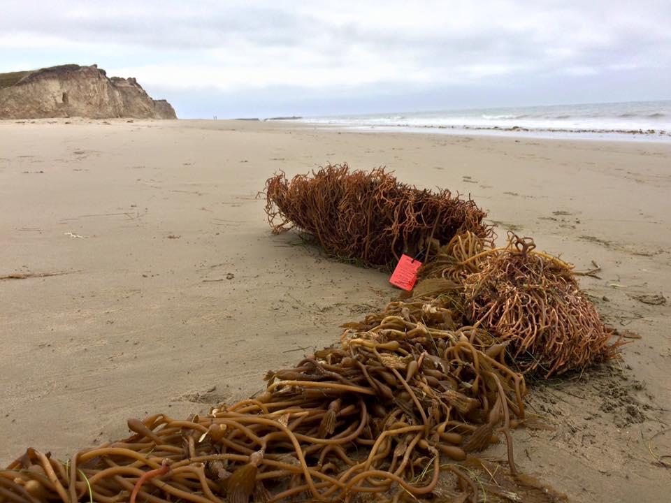 Uc Santa Barbara Project To Learn About Beach Ecosystems Leads A Tagged Piece Of Kelp From Uc Santa Barbara S Watch Project