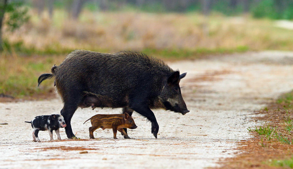 The State Of Feral Hogs In Missouri | KCUR