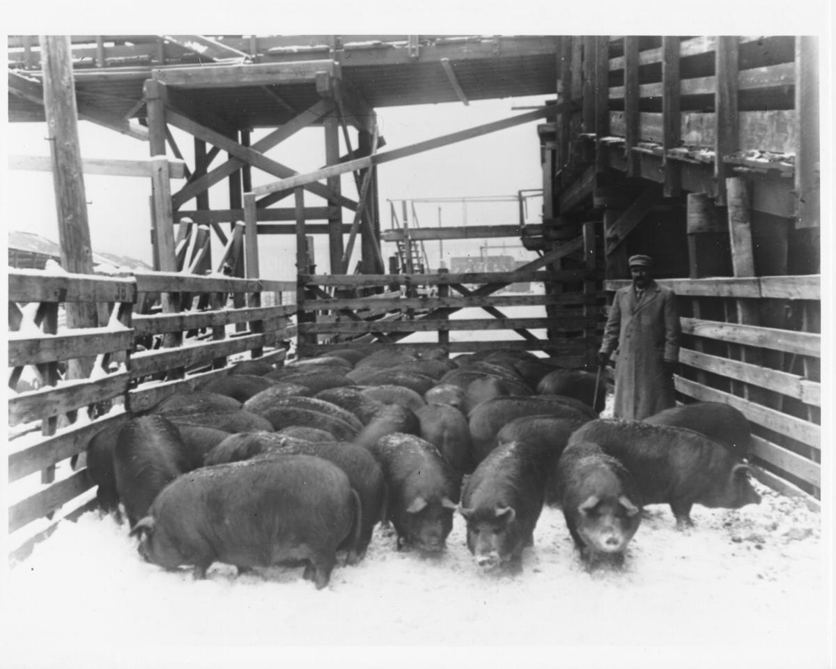 How MultiEthnic Stockyard Workers Propelled Kansas City Into The