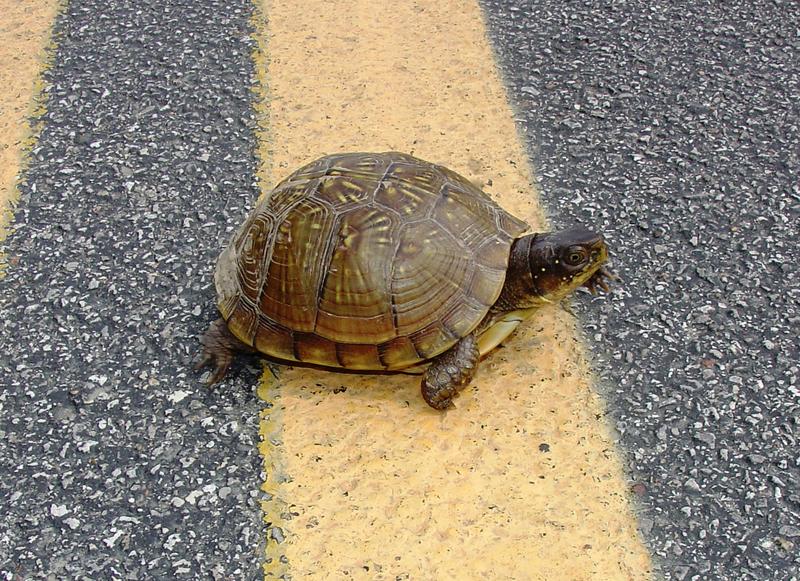 Missouri Department Of Conservation Urges Motorists 'To Give Turtles A ...