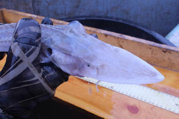 a pallid sturgeon caught during   broodstock collection