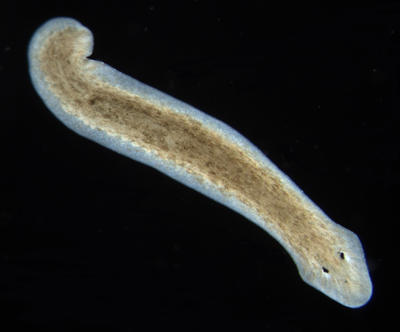 Kansas City Scientist Thinks Flatworm's Ability To Regenerate May One ...