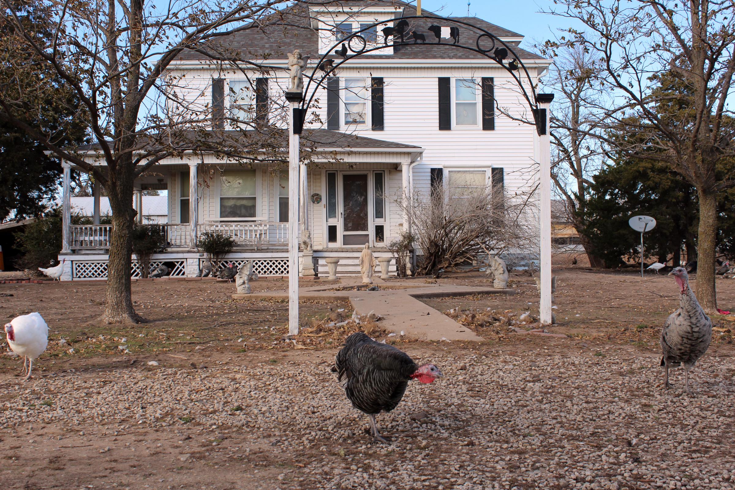 pecks for food outside of frank reeses century-old farmhouse