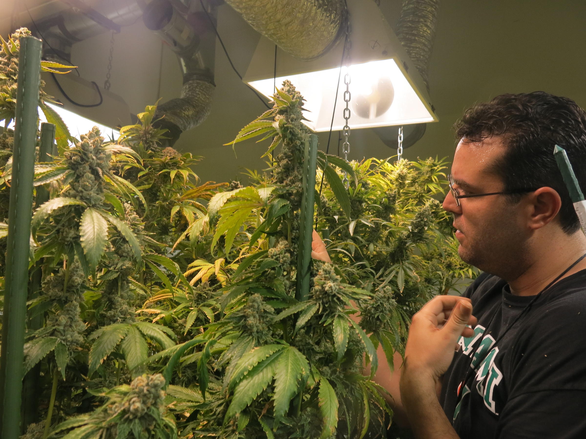 What’s Organic? In The Marijuana Industry, That’s A Hard Question | KCUR