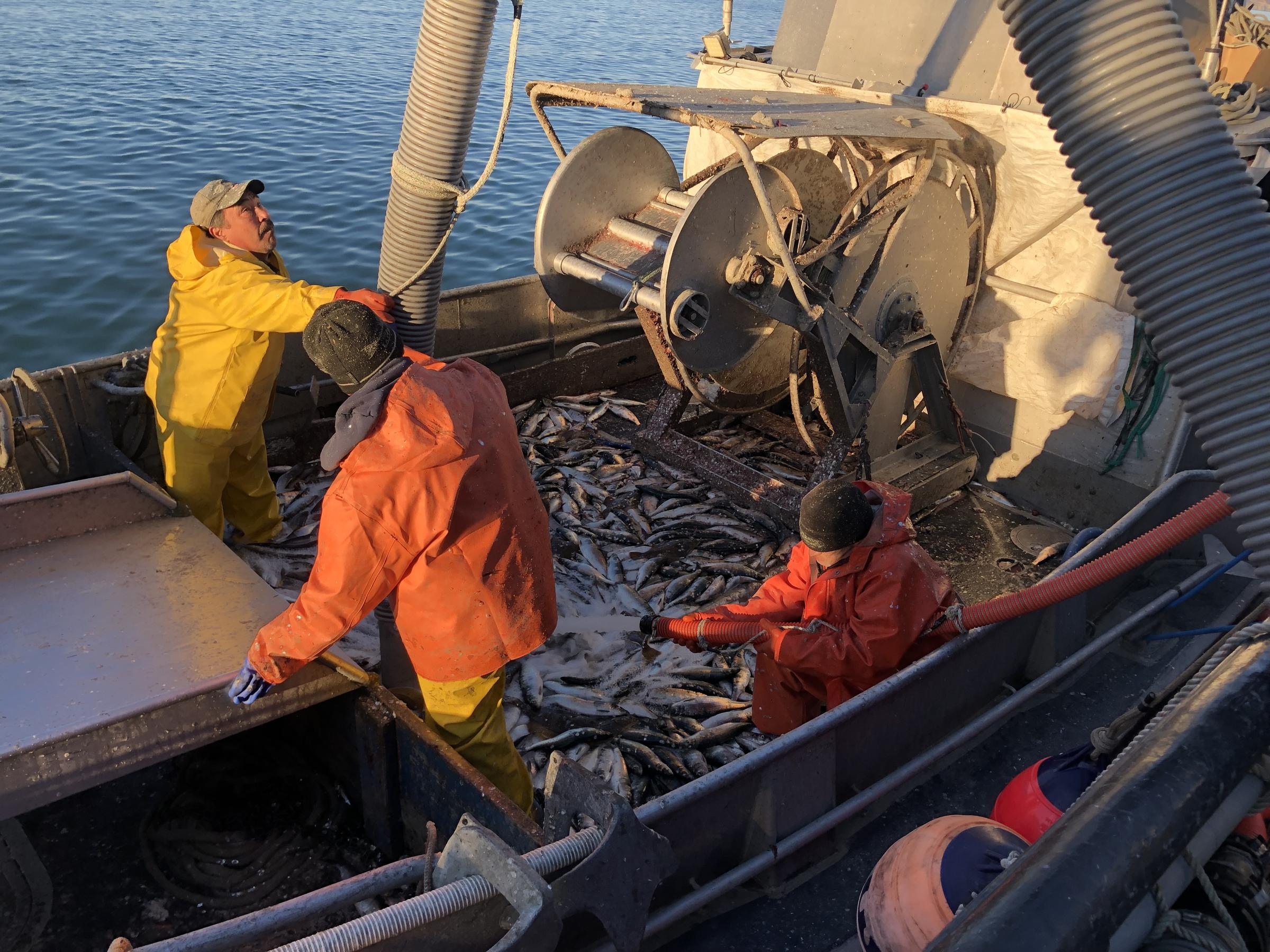 Togiak herring fishermen can tap a huge quota in 2020, but some are still staying home KDLG