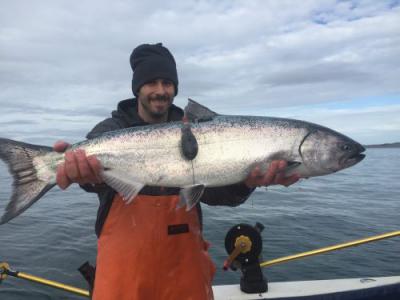 Tagging Study Gives Glimpse Into Ocean Life For King Salmon Kdll