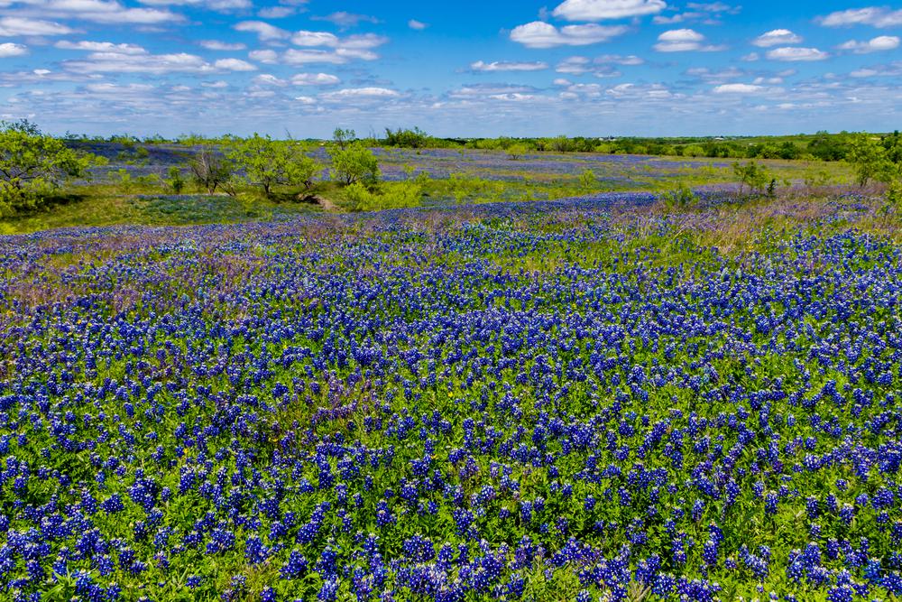 15 Amazing Things You Should Know About Texas Bluebonnets 