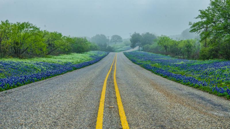 15 Amazing Things You Should Know About Texas Bluebonnets | KERA News