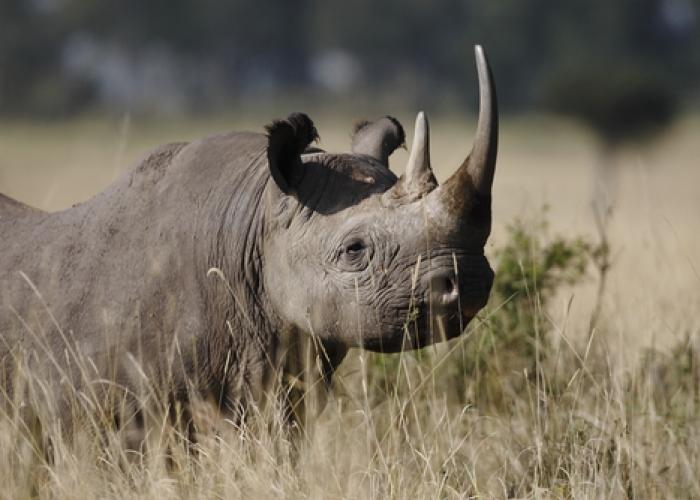 Bob Barker Says Dallas Safari Club’s Black Rhino Auction Is A ‘Cheap ...