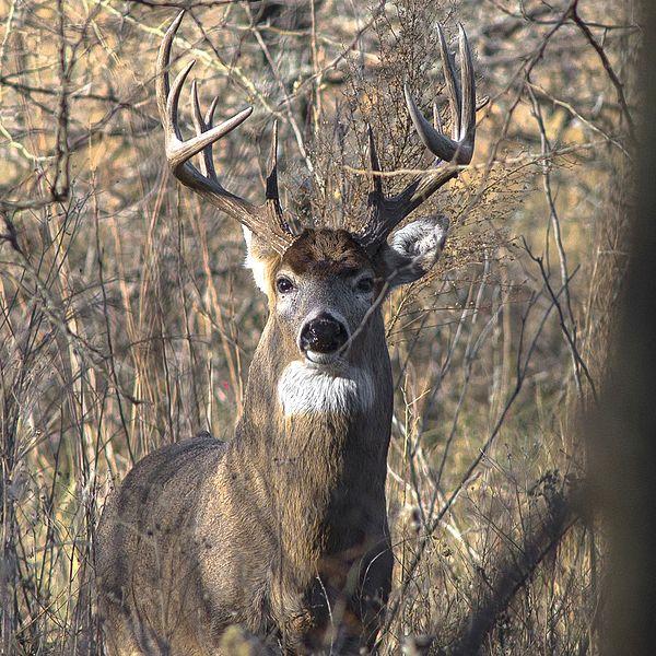 Chronic Wasting Disease found in Texas Whitetail Deer | 88.9 KETR