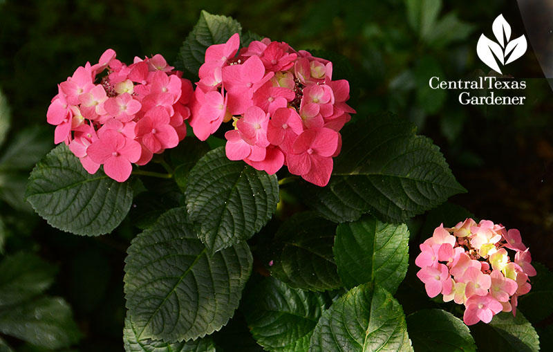 Hydrangeas Provide Perennial Beauty In NE Texas 88.9 KETR