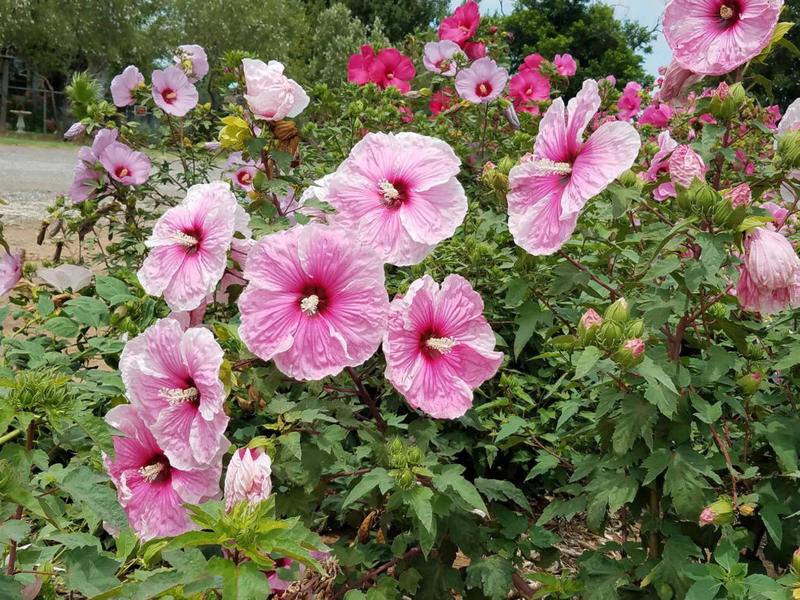 Hardy Hibiscus Is A Winner For Northeast Texas Gardeners 88.9 KETR