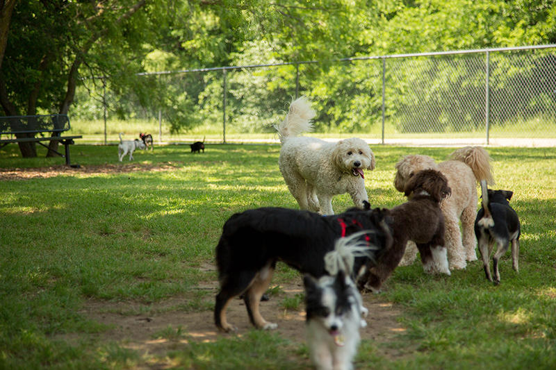 Wagging Tails Abound Greenville Has New Dog Park 88.9 KETR