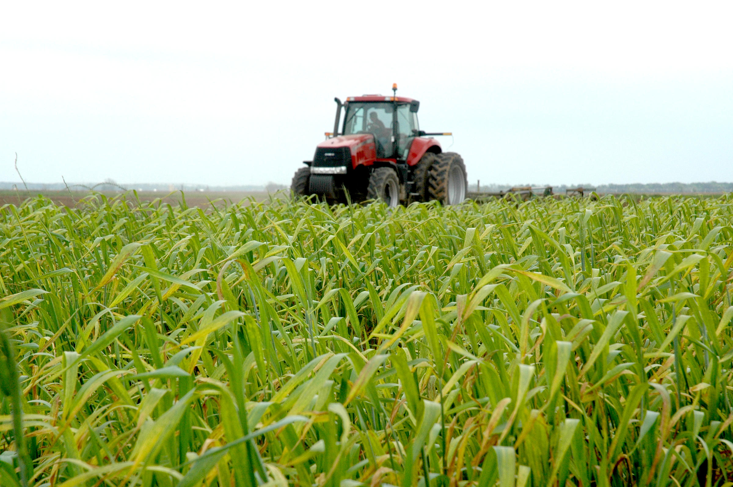 Crop year. Extensive Farming. Crop TX. Production and Agriculture Colorado. Agricultural Survey methods.