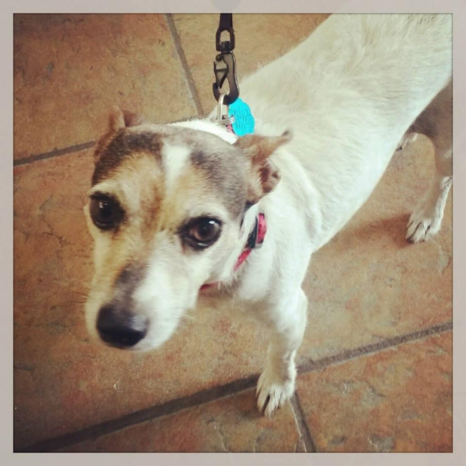 greenville animal hospital