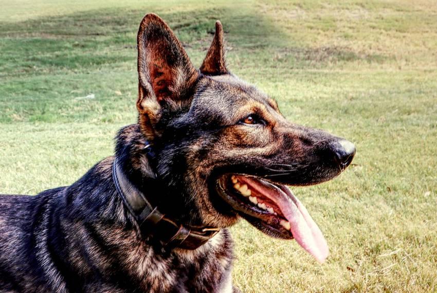 Propostition 10 Would Allow Retired Police Dogs To Be Adopted By ...