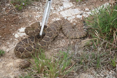 plastic snakes target