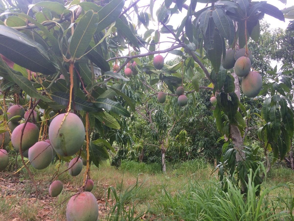 Mad for Mangoes Savoring a Backyard Tradition Hawaii Public Radio