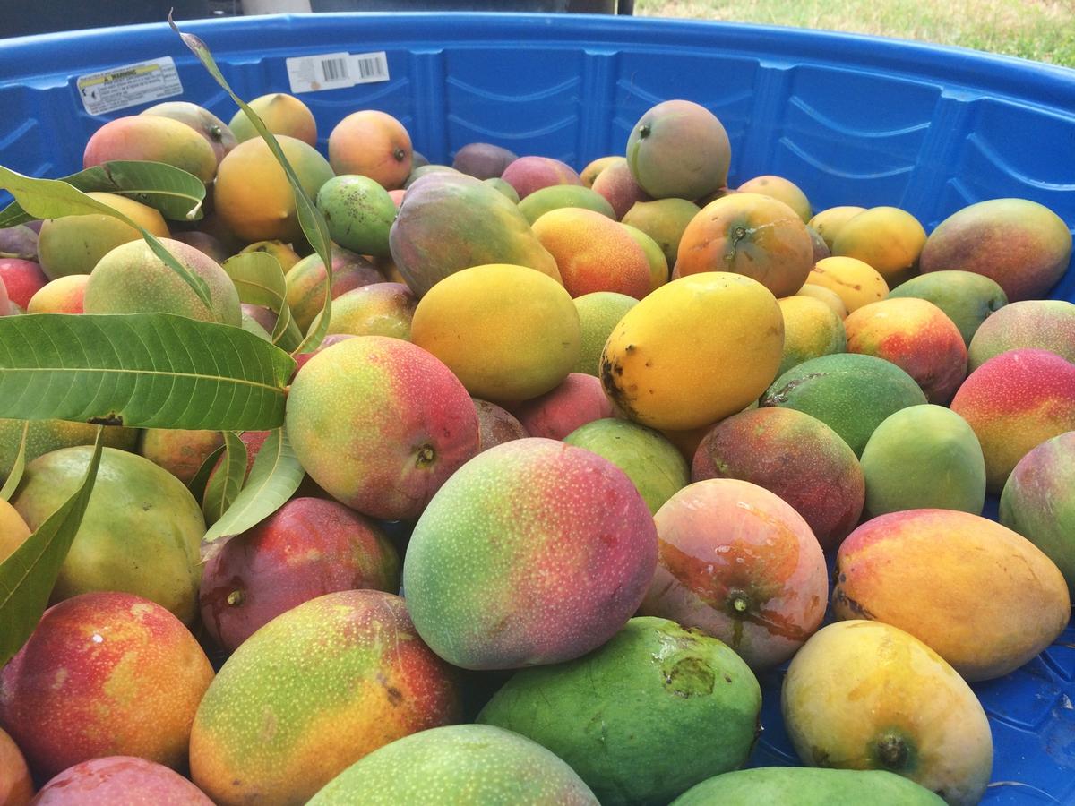 Mad for Mangoes Savoring a Backyard Tradition Hawaii Public Radio
