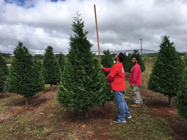 Local Christmas Tree Farm Prepares For The Season | Hawaii Public Radio