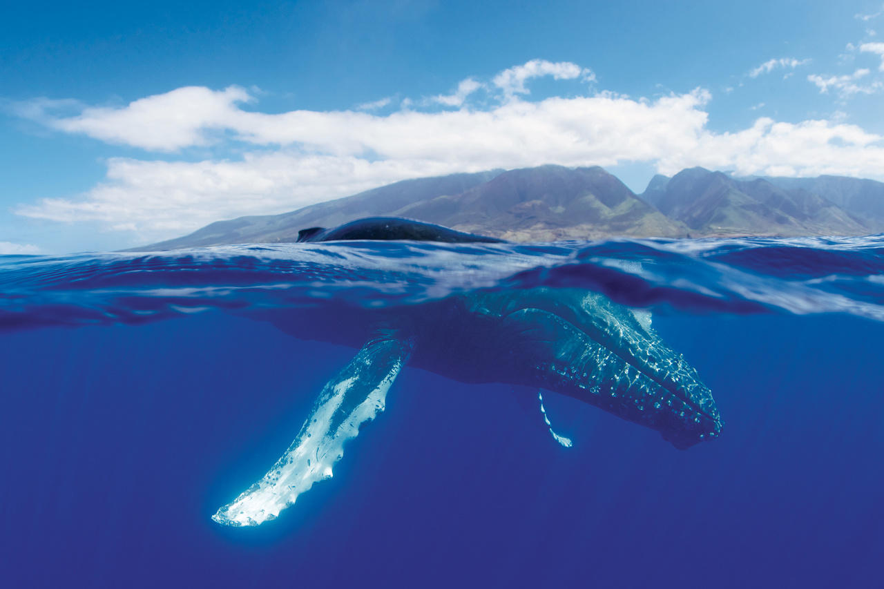Using Artificial Intelligence to Identify Humpback Whales | Hiswai