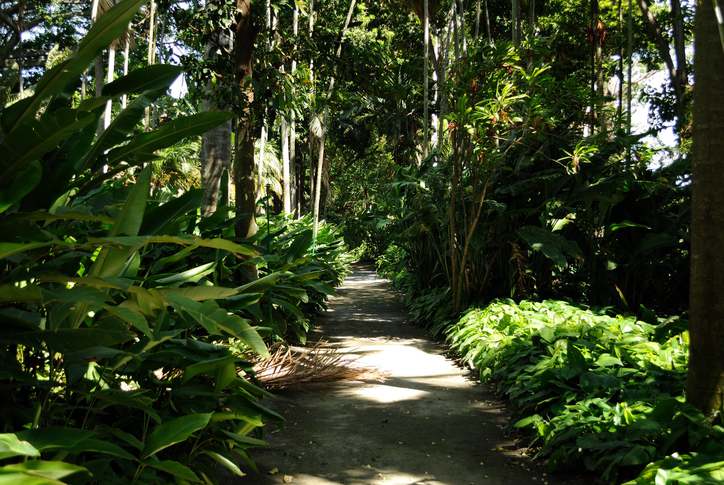 What S Next For Foster Botanical Garden Hawaii Public Radio