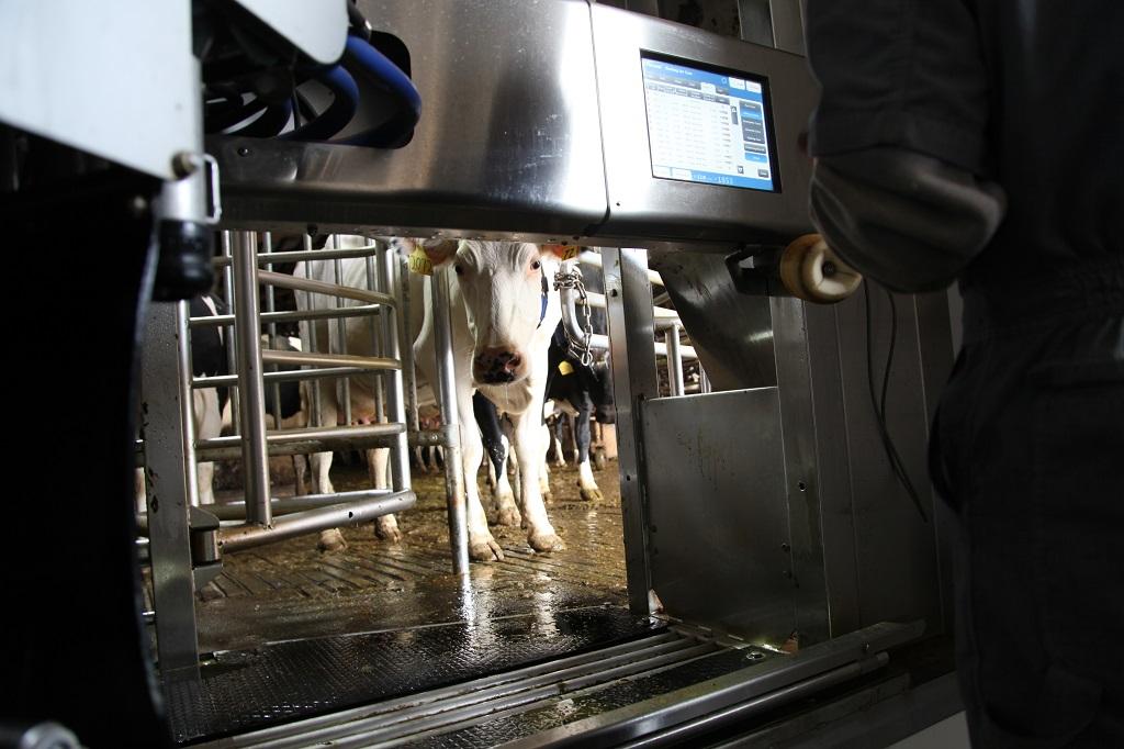 Robot Milkers Bring New Future to Washington Dairy Farmers KLCC