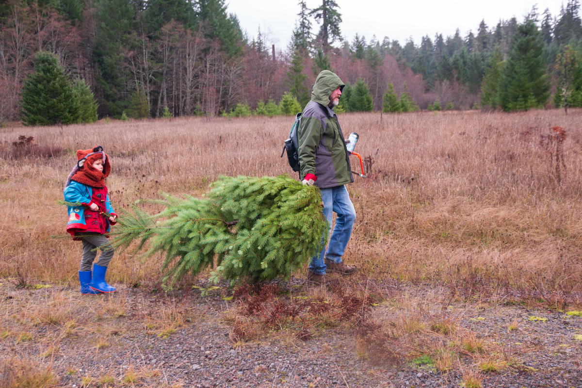 Christmas Tree Permits Now Available KLCC