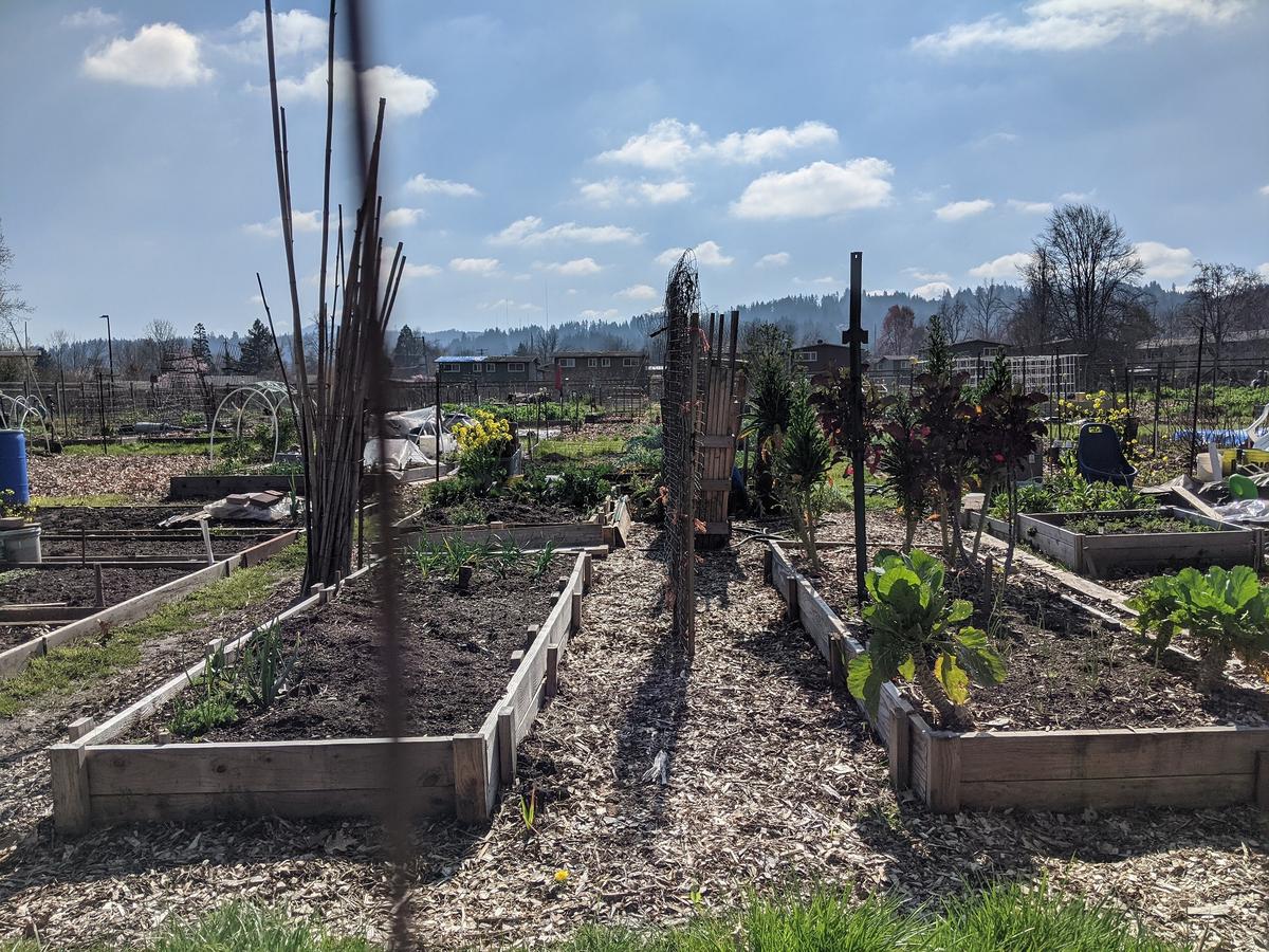 Eugene's Community Garden Program Sees High Demand KLCC