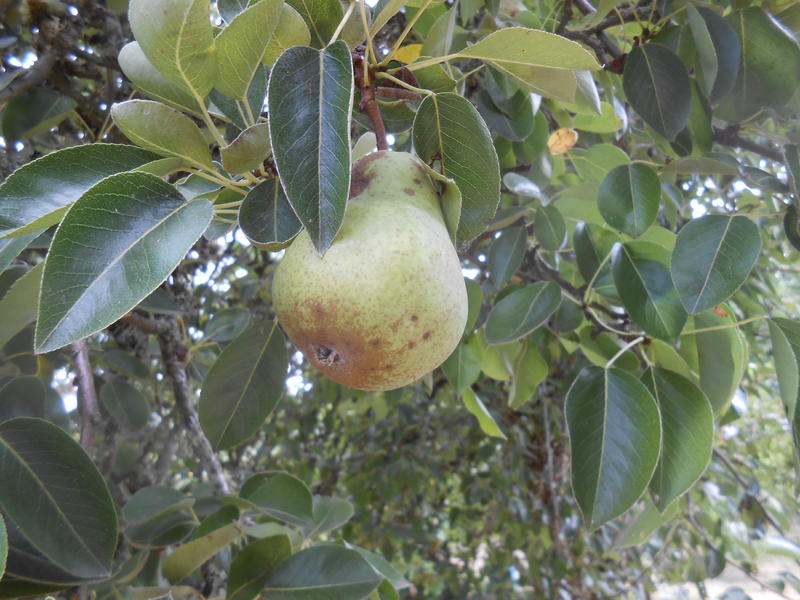 Good Gardening: Picking Pears | KLCC