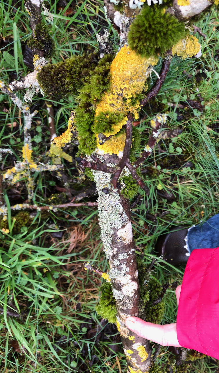 Lichen As A Dye Source Be Careful How You Collect KLCC