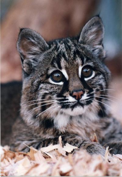 Bobcat Killing Raises Hackles Among Animal Advocates Klcc