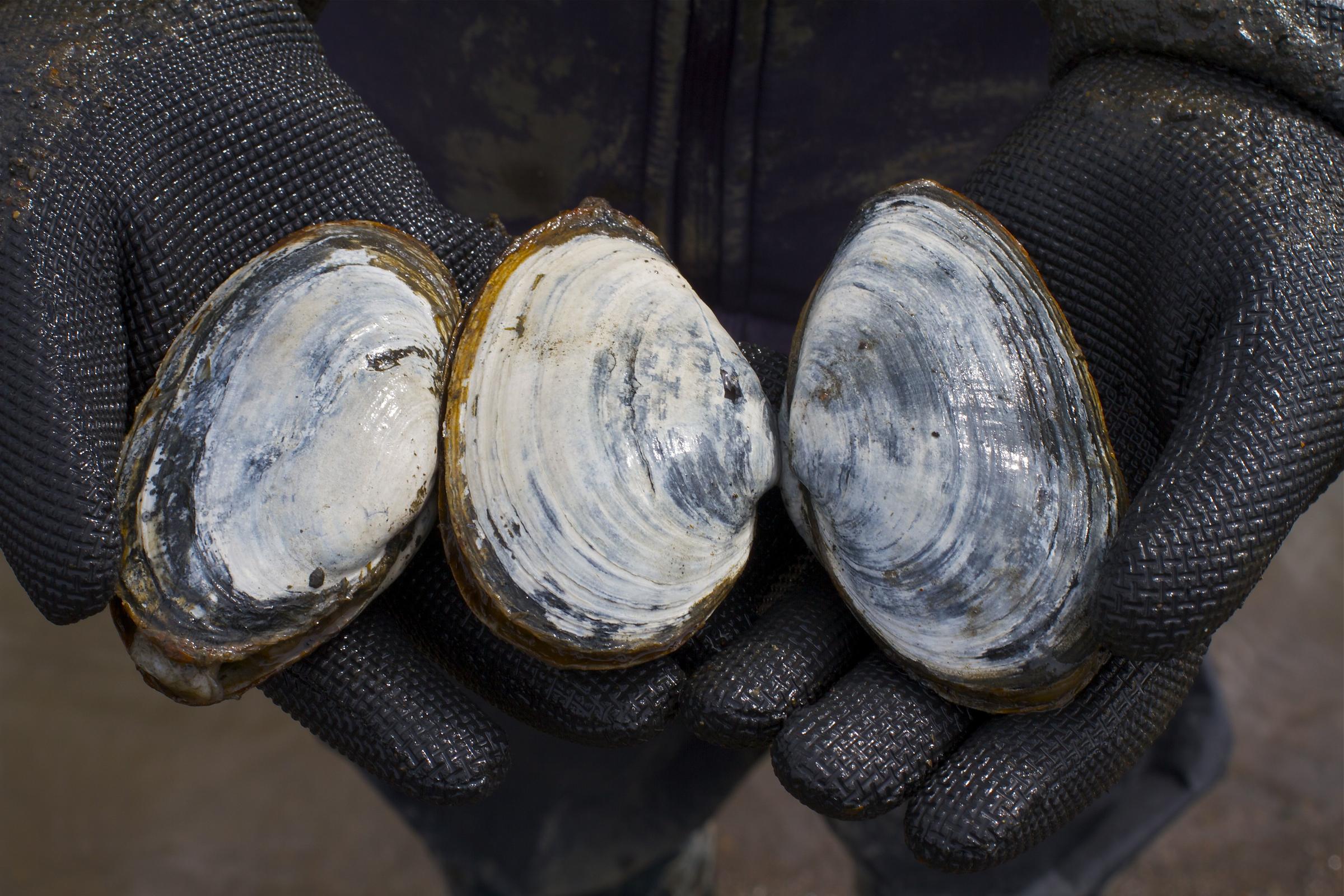 SoftShell Clam Advisory Issued For Oregon Coast KLCC