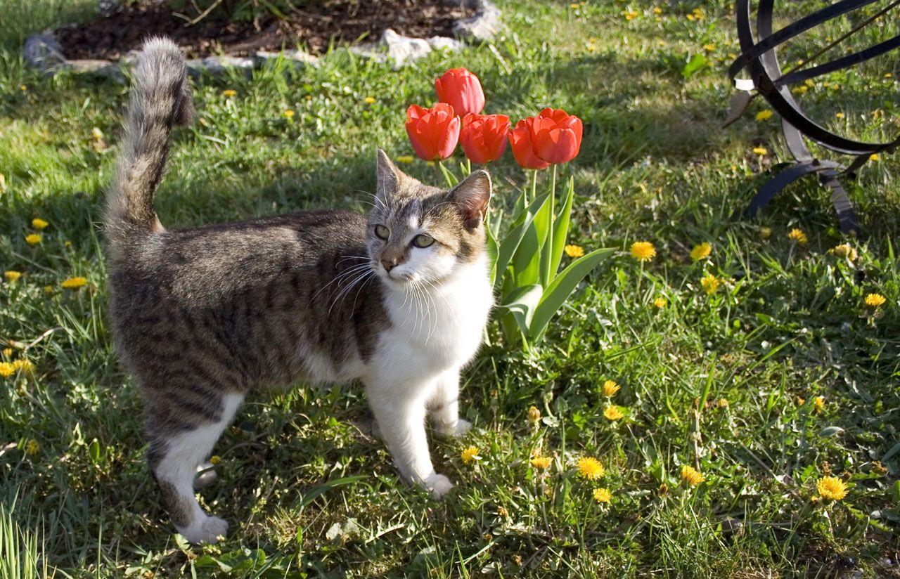 Good Gardening: Cats In The Garden | KLCC