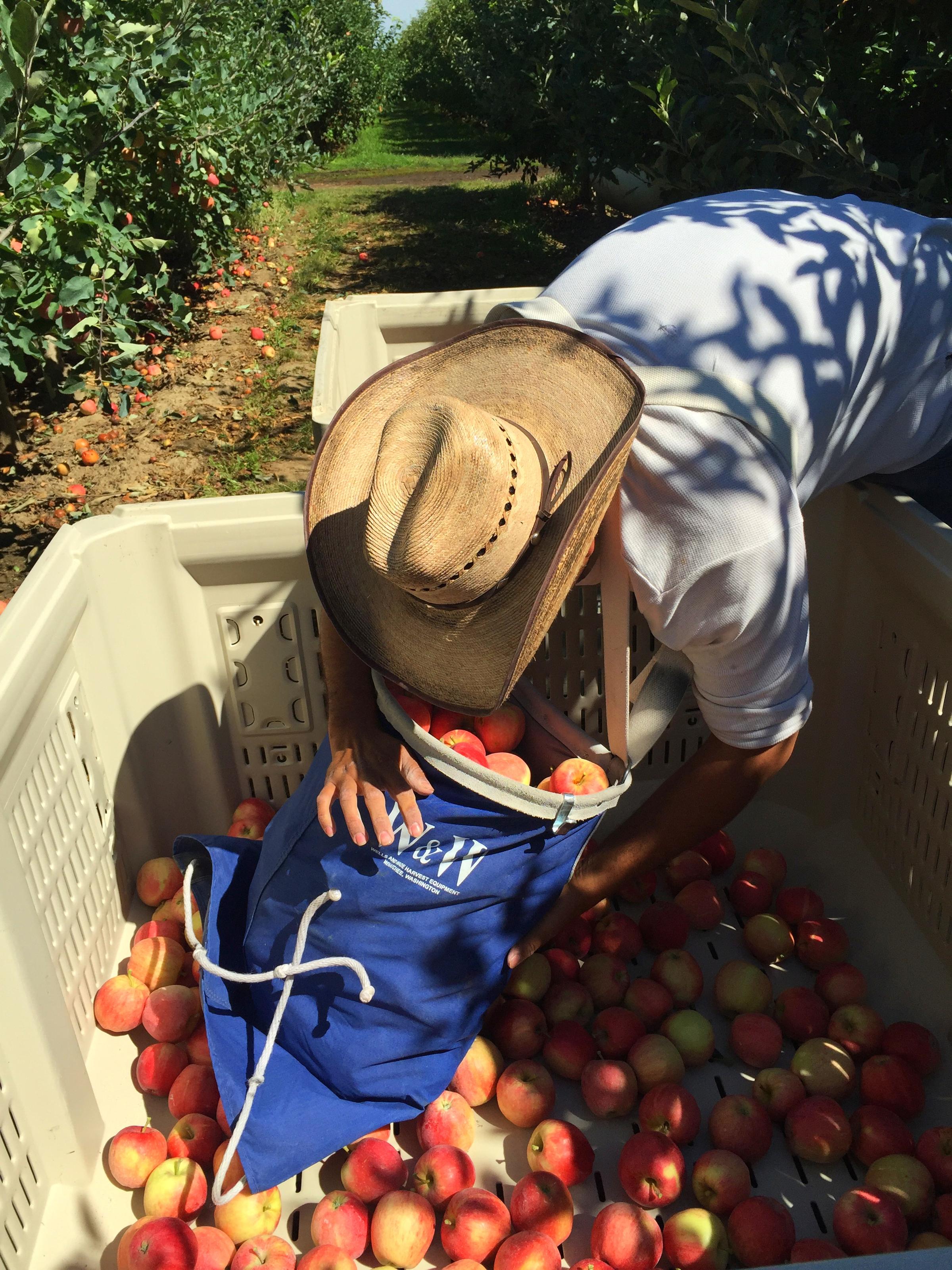 Washington’s Apple Crop Should Be Second Largest On Record KLCC