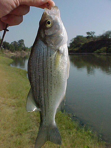 Fishing Thread Fish