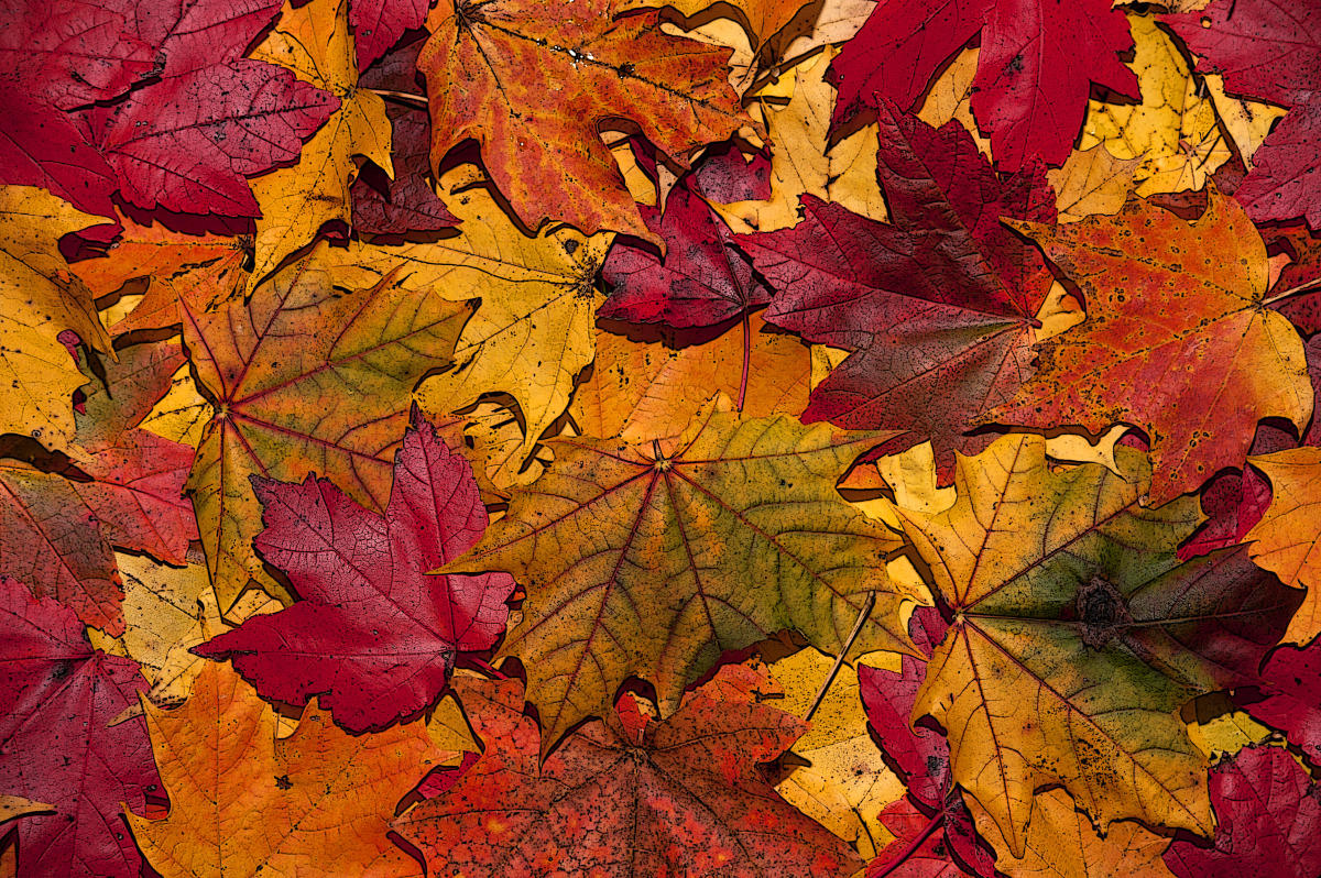 Autumn's Reminder of Constants and Changes | KMUW