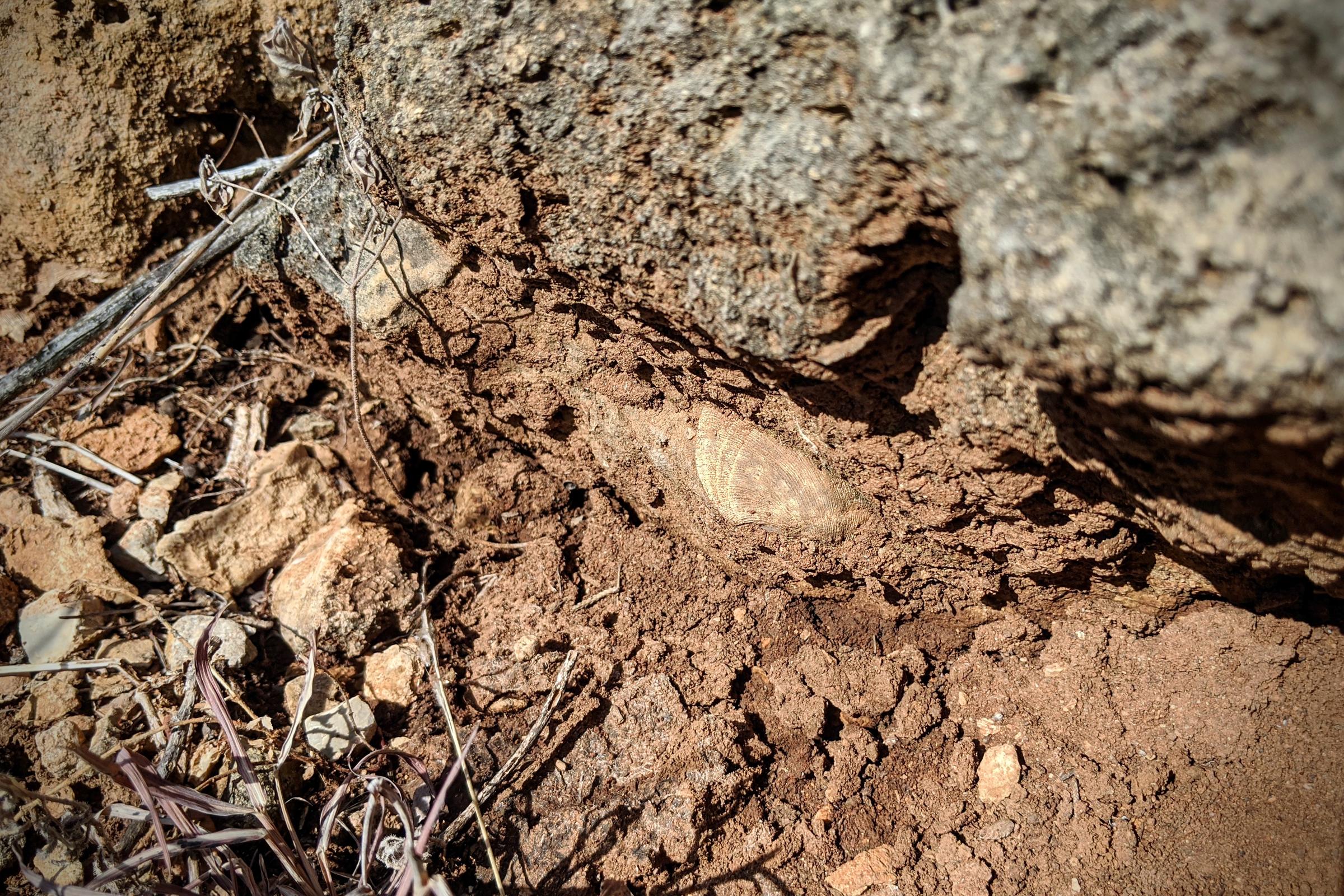 There Are Millions Of Fossils In Kansas. Here's How You Can Find One KMUW